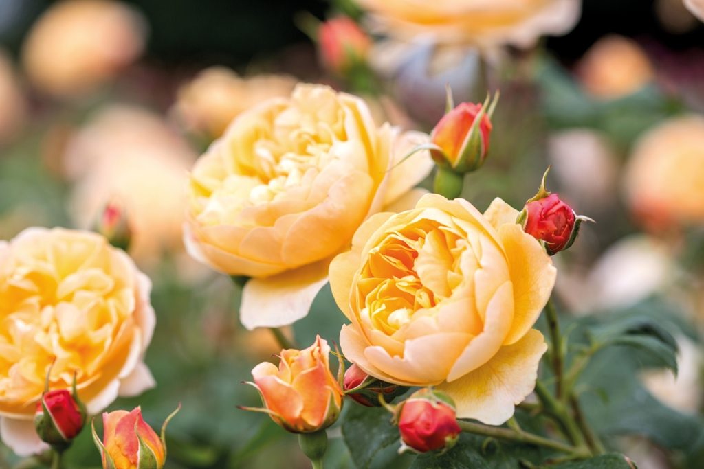 Image result for david austin roses