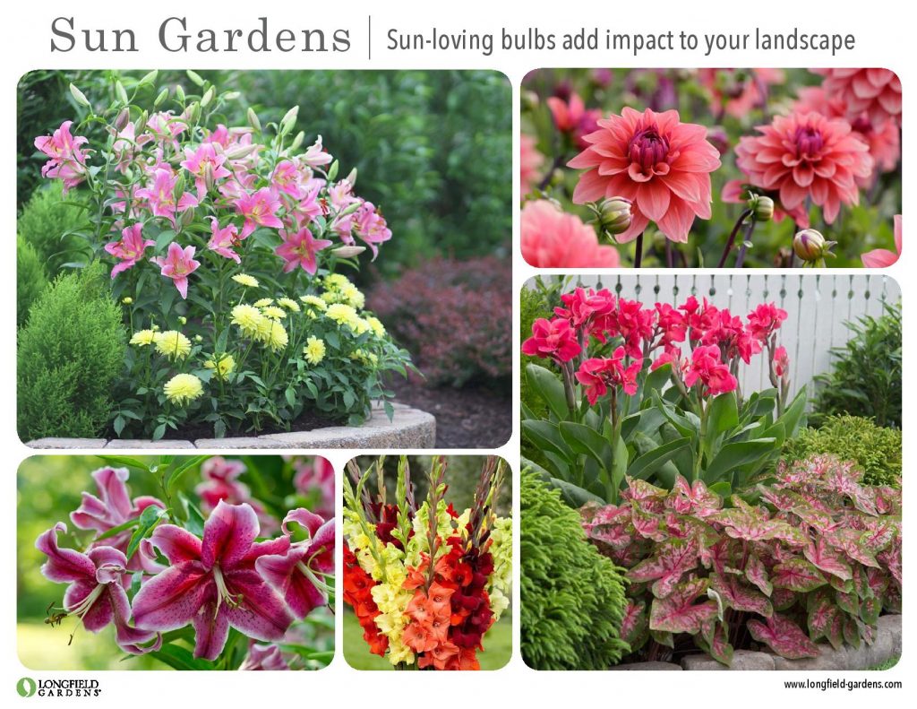 look book: inspiration for your cutting garden – slowflowers journal