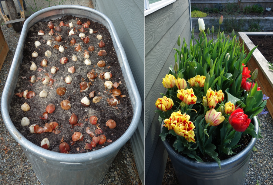 Fall Bulb Planting In Ag Troughs Slowflowers Journal 7840