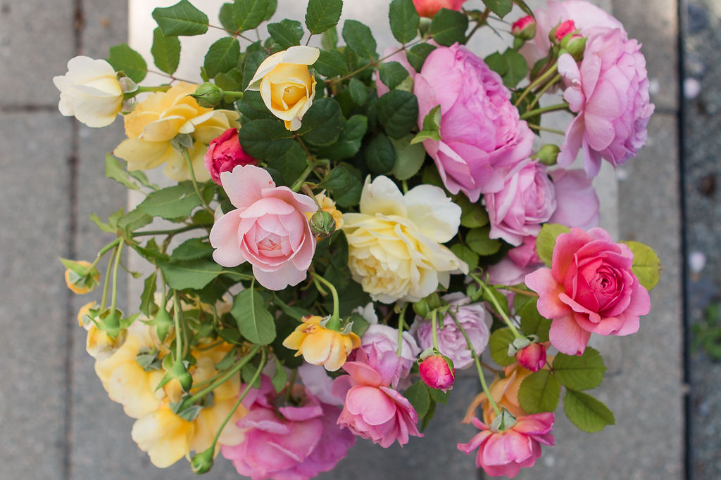 Dried Flowers - Peterkort Roses