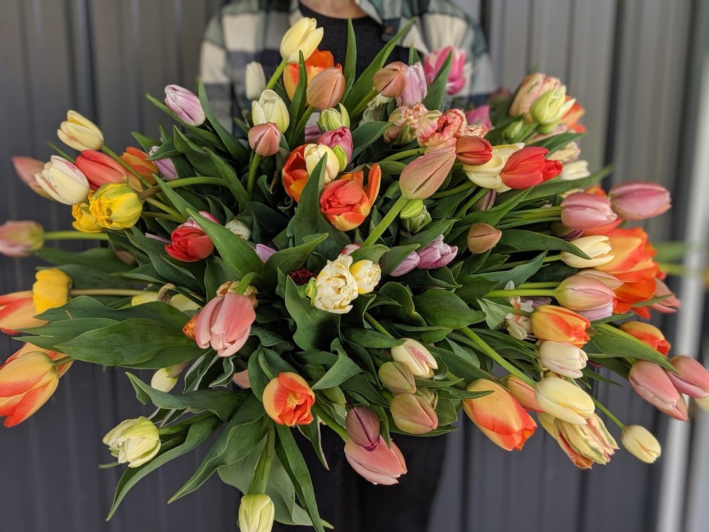 Fresh Tulips:Fringed Tulips