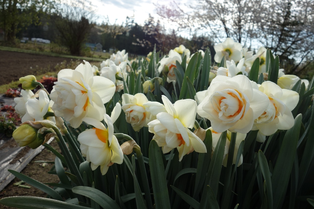 Longfield Gardens Daffodils, 100 count