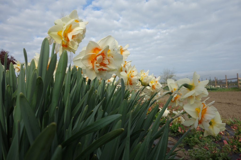 Longfield Gardens Daffodils, 100 count