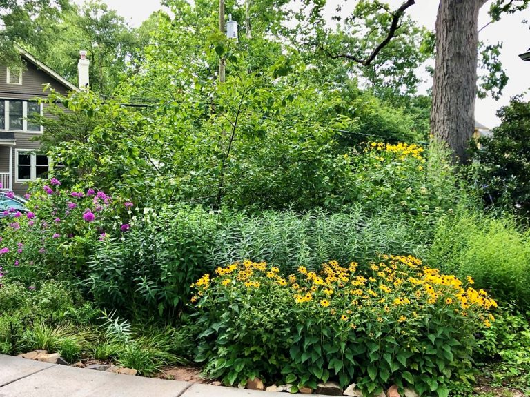 Native Plants in the Cutting Garden (Part One) - SlowFlowers Journal