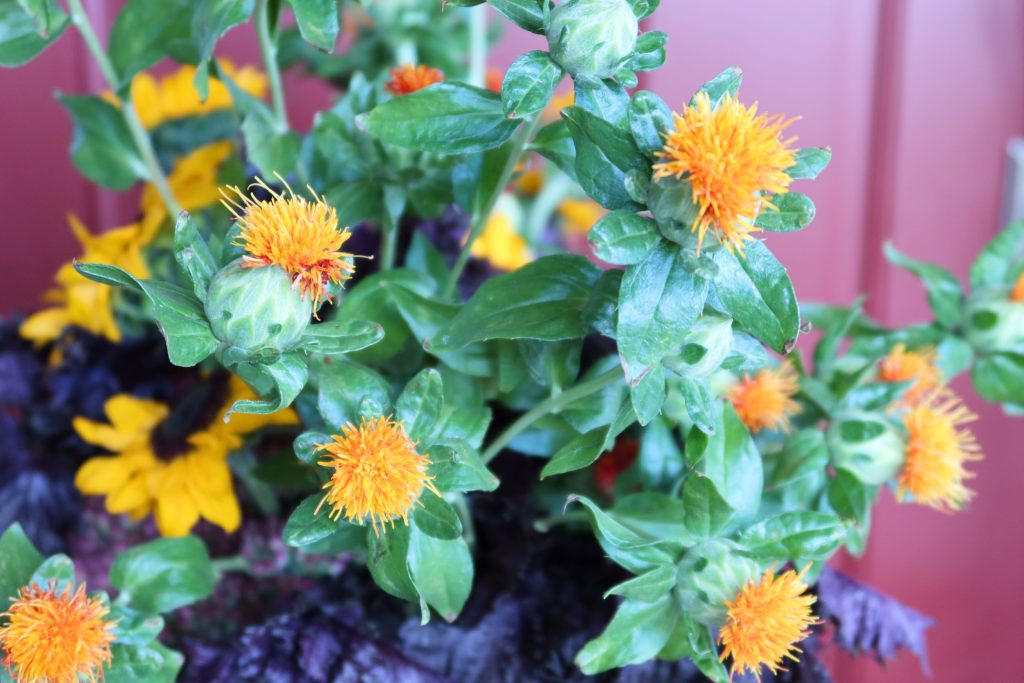 Seasonal Arrangement in Ceramic Vase  Locally Grown Sustainable Flowers –  Molly Oliver Flowers