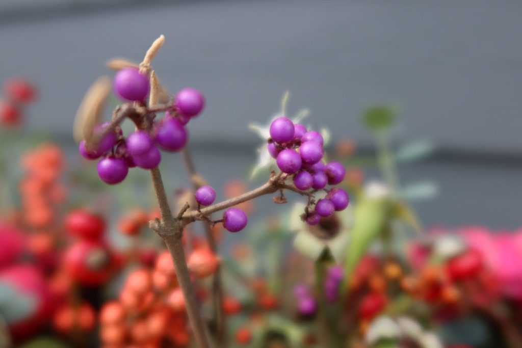 Beauty Berry (Callicarpa sp.)