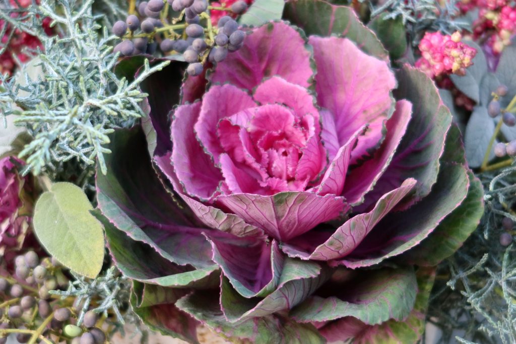 flowering cabbage