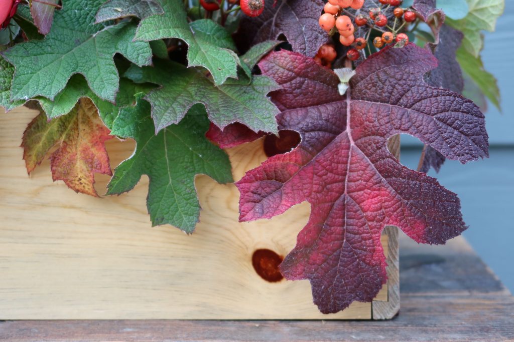 Detail oak leaf hydrangea foliage (fall color)