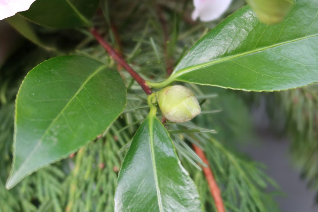 Camellia in bud