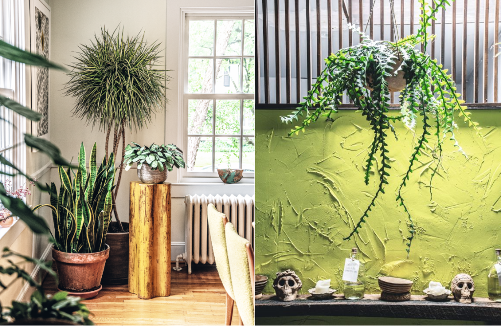 Plants that hang and live on pedestals