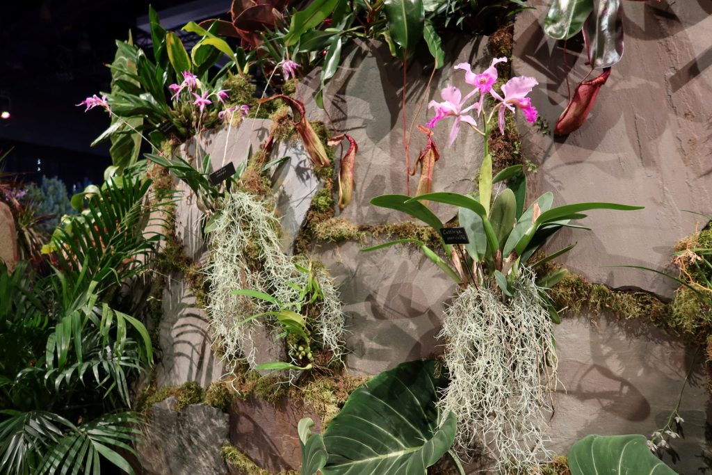 A wall of orchids across the dragon's "back"