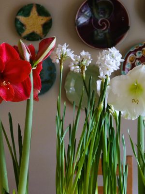 Amaryllis and paperwhites for Christmas 2024