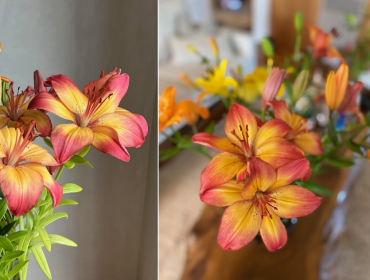 Orange lilies