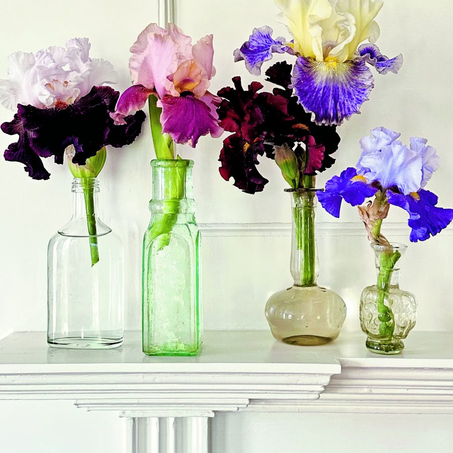 Irises from The Gardener's Mindset by Stephen Orr