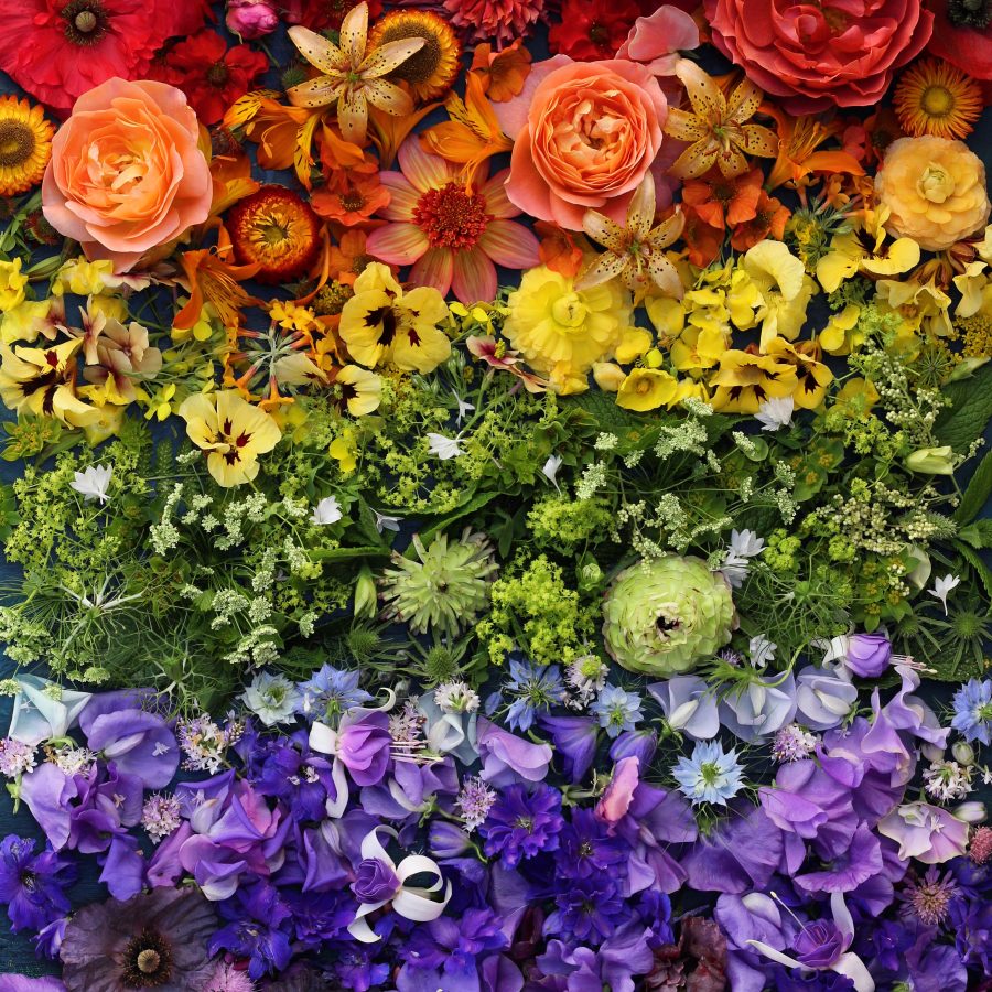 Chroma in flowers